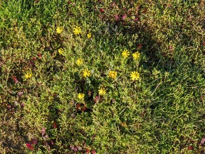 Blennosperma nanum, photographed by joergmlpts