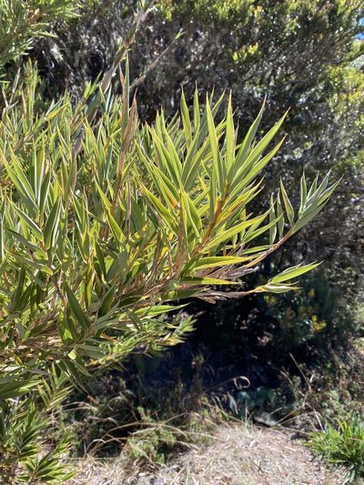 Chusquea subtessellata, photographed by Frances Oliver