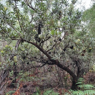 Banksia serrata, photographed by ronavery