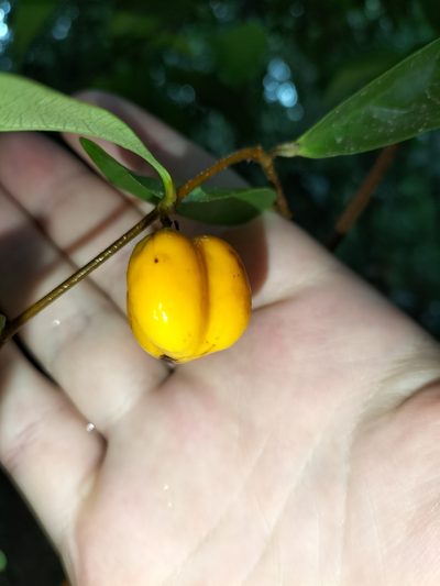Dichapetalum papuanum, photographed by Matthew Borella