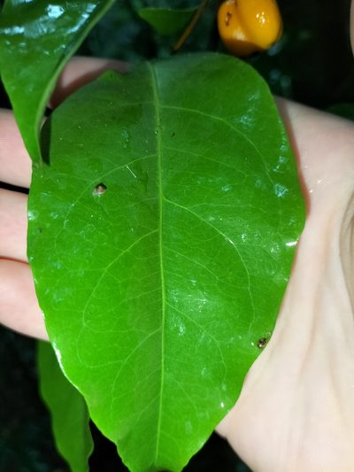 Dichapetalum papuanum, photographed by Matthew Borella