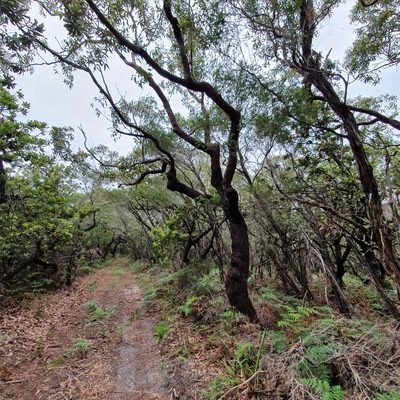 Eucalyptus botryoides, photographed by ronavery