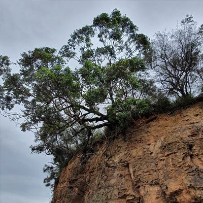 Eucalyptus botryoides, photographed by ronavery