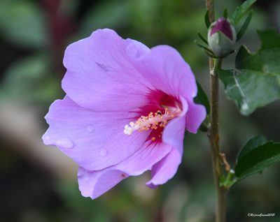 Hibiscus syriacus, photographed by Rejoice Gassah