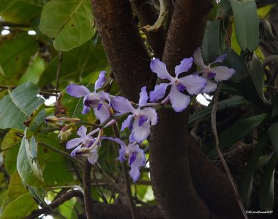 Vanda coerulea, photographed by Rejoice Gassah