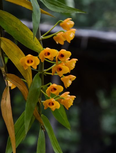 Dendrobium chrysanthum, photographed by Rejoice Gassah