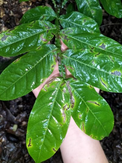 Harpullia frutescens, photographed by Matthew Borella