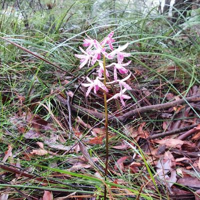 Dipodium variegatum, photographed by ronavery
