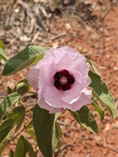 Gossypium australe, photographed by Michael Somerville