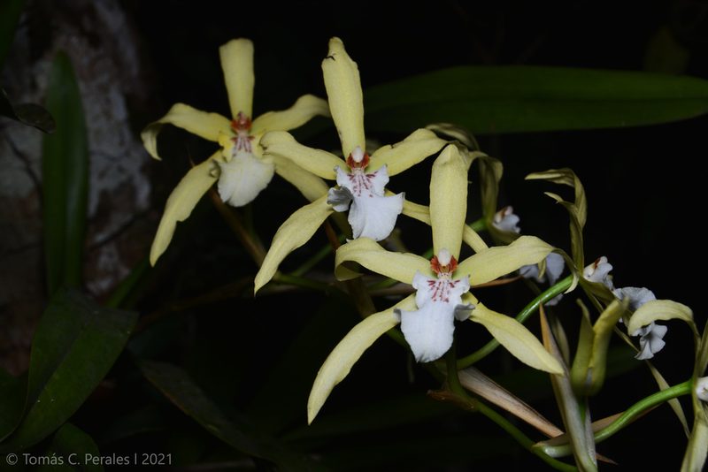 Miltonia flavescens, photographed by Tomás Carranza Perales