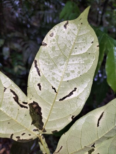 Harpullia frutescens, photographed by Matthew Borella