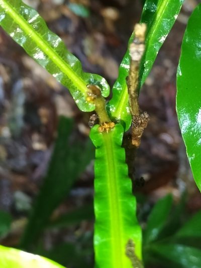 Harpullia frutescens, photographed by Matthew Borella