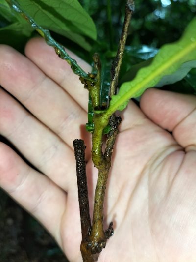 Harpullia frutescens, photographed by Matthew Borella