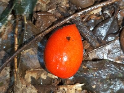 Ochrosia poweri, photographed by Matthew Borella