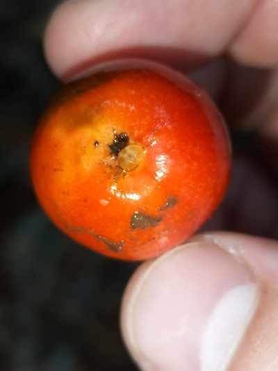 Ochrosia poweri, photographed by Matthew Borella
