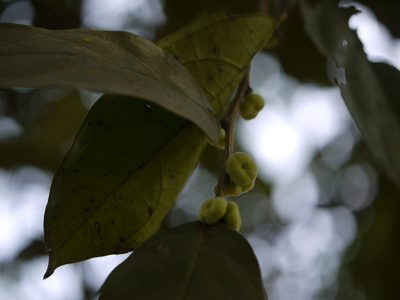 Glochidion ellipticum, photographed by Dinesh Valke