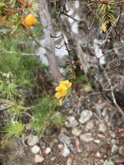 Pultenaea juniperina, photographed by krumpianking