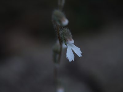 Zeuxine longilabris, photographed by Dinesh Valke