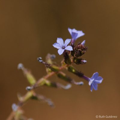 Plumbago caerulea, photographed by Ruth Gutiérrez Oliveros