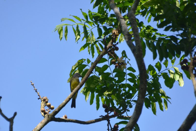 Cabralea canjerana, photographed by Tomás Carranza Perales