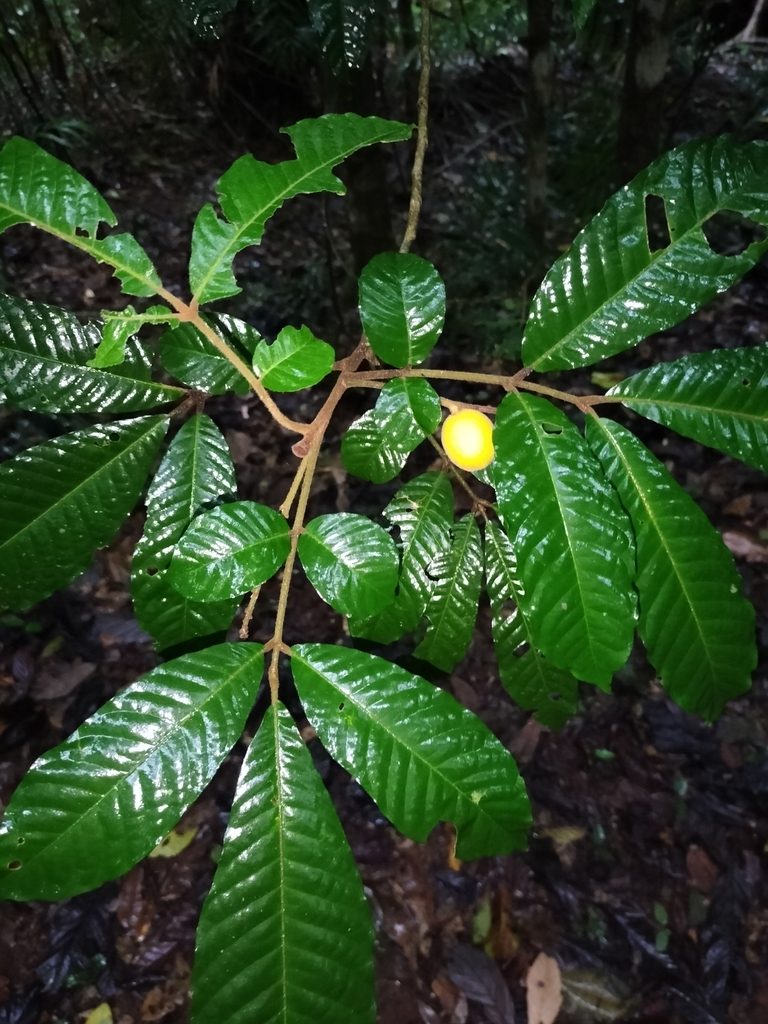 Aglaia ferruginea, photographed by Matthew Borella