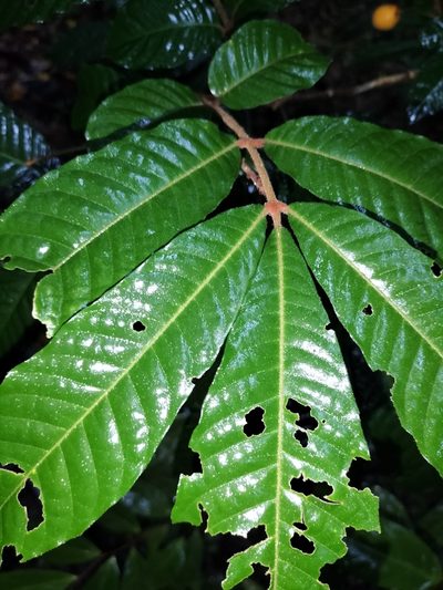 Aglaia ferruginea, photographed by Matthew Borella