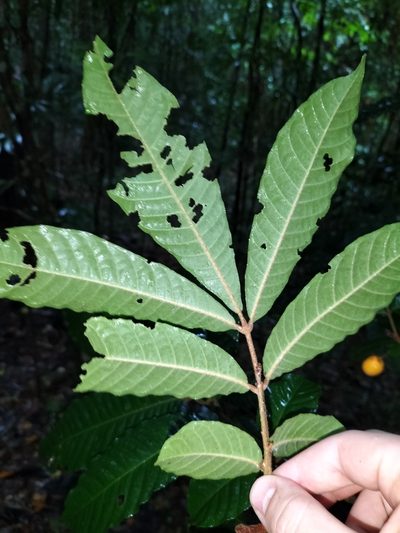 Aglaia ferruginea, photographed by Matthew Borella