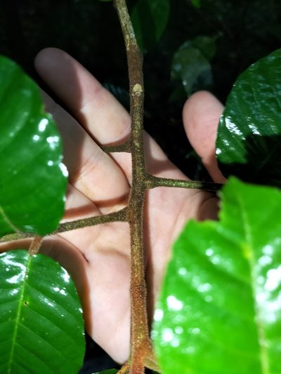 Aglaia ferruginea, photographed by Matthew Borella
