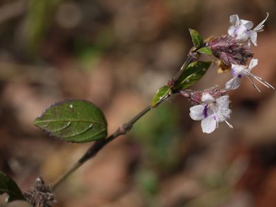 Strobilanthes ciliata, photographed by Dinesh Valke