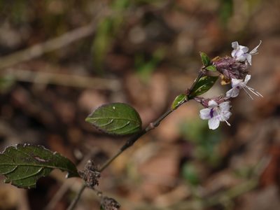 Strobilanthes ciliata, photographed by Dinesh Valke