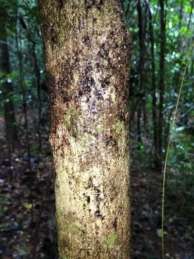 Aglaia ferruginea, photographed by Matthew Borella