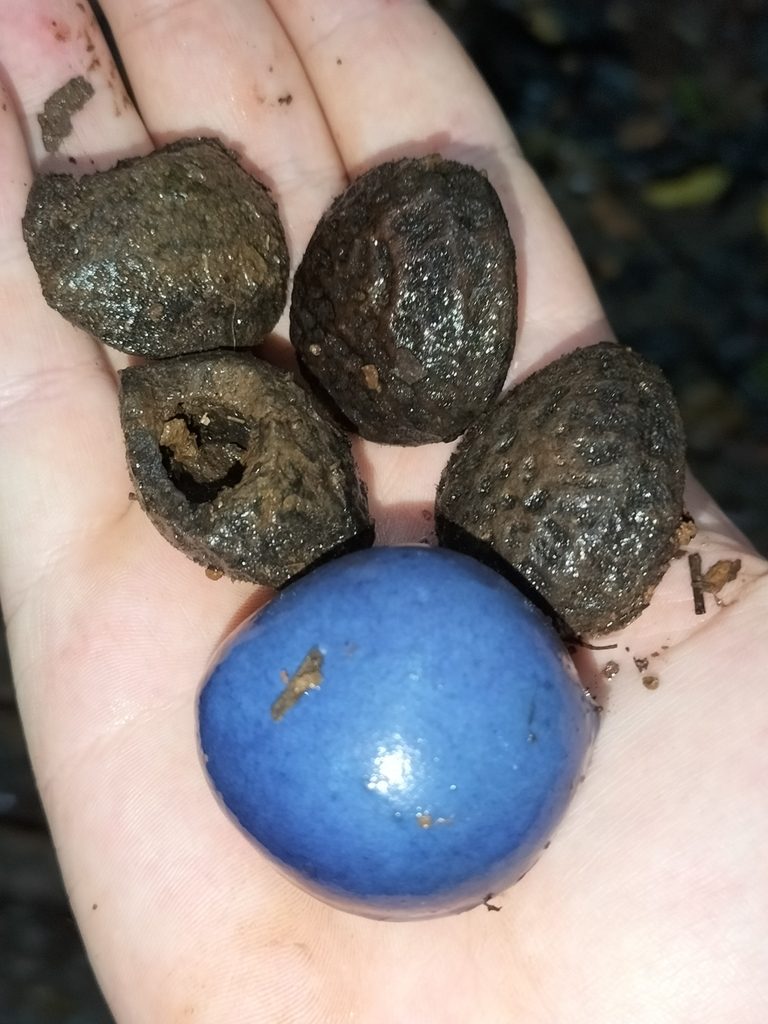 Athertonia diversifolia, photographed by Matthew Borella