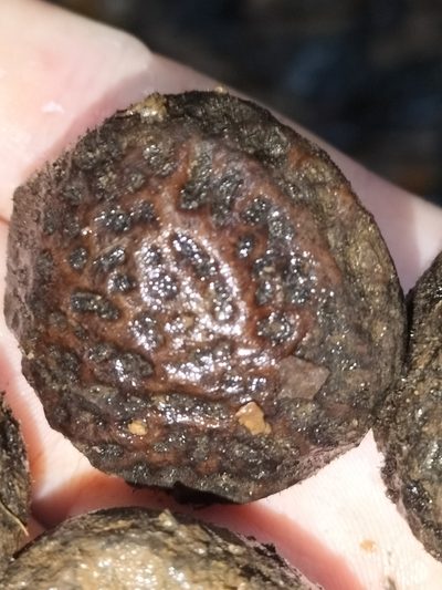 Athertonia diversifolia, photographed by Matthew Borella