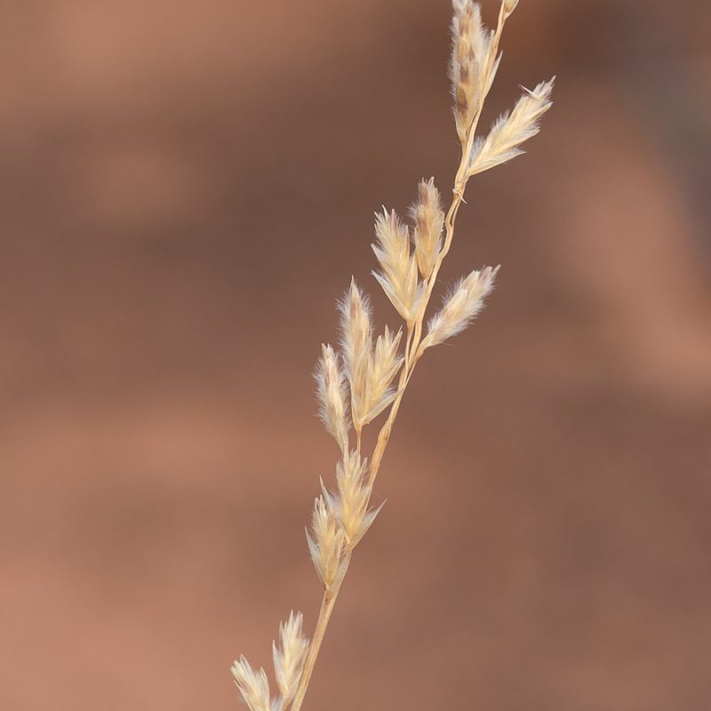 Triodia scariosa, photographed by Kym Nicolson