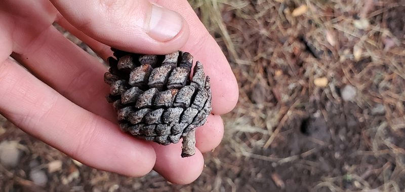 Pinus leiophylla, photographed by Asher Budnik