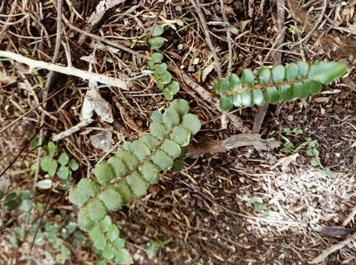 Pellaea rotundifolia, photographed by Sunita Singh