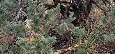 Pinus cembroides, photographed by Asher Budnik