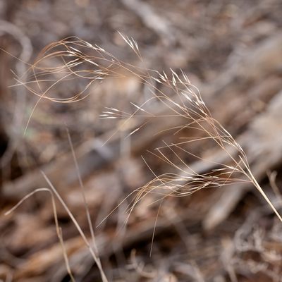 Austrostipa acrociliata, photographed by Kym Nicolson