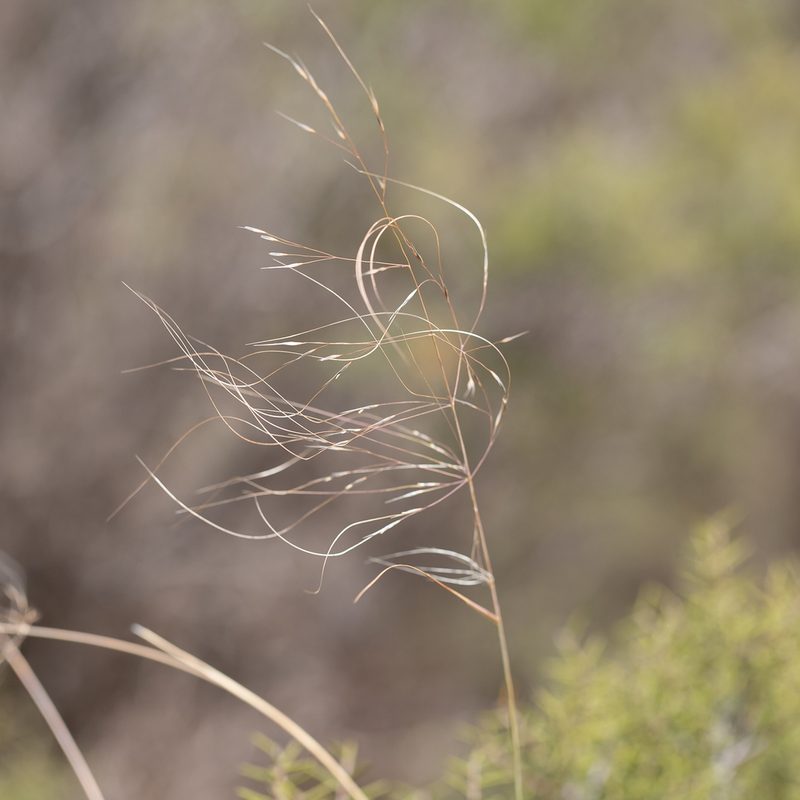 Austrostipa acrociliata, photographed by Kym Nicolson