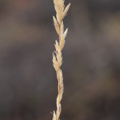 Triodia scariosa, photographed by Kym Nicolson