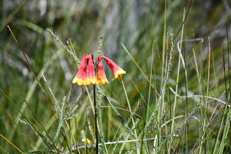 Blandfordia grandiflora, photographed by Thomas Mesaglio