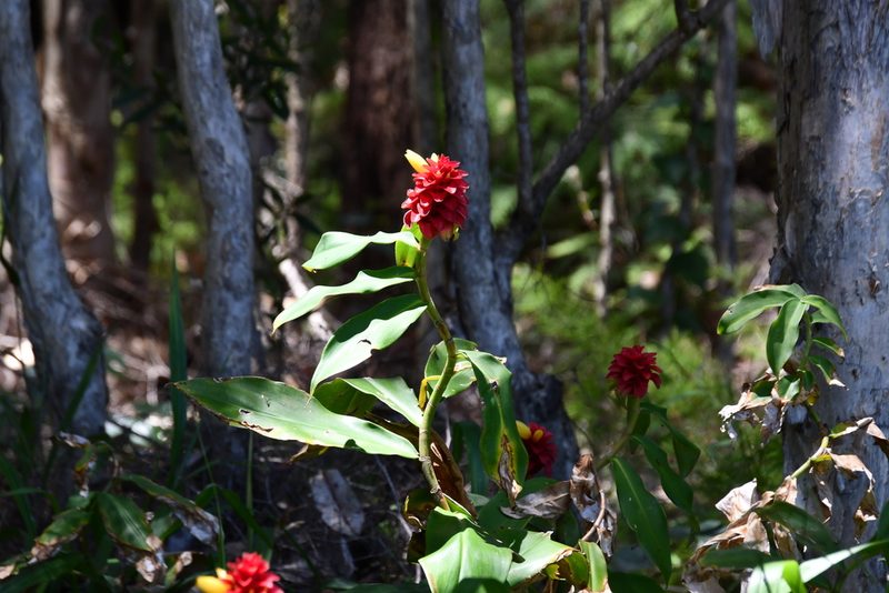 Costus comosus, photographed by Thomas Mesaglio