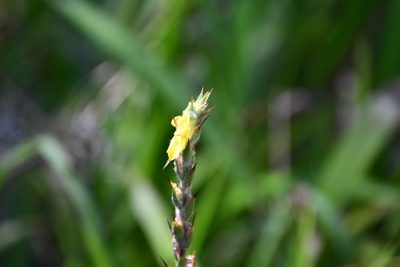 Philydrum lanuginosum, photographed by Thomas Mesaglio