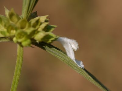 Leucas lavandulifolia, photographed by Dinesh Valke