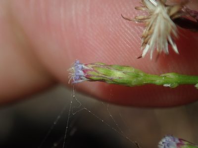 Aster subulatus, photographed by Thomas Mesaglio