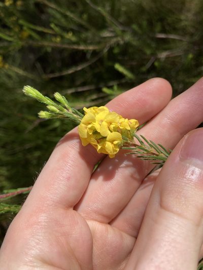 Dillwynia floribunda, photographed by Thomas Mesaglio
