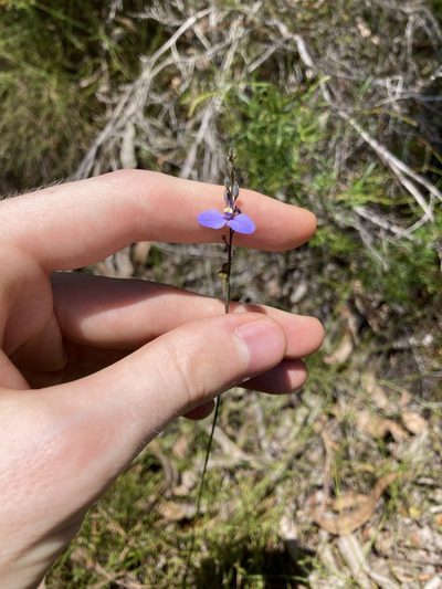 Comesperma defoliatum, photographed by Thomas Mesaglio