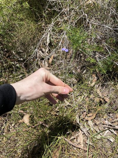 Comesperma defoliatum, photographed by Thomas Mesaglio