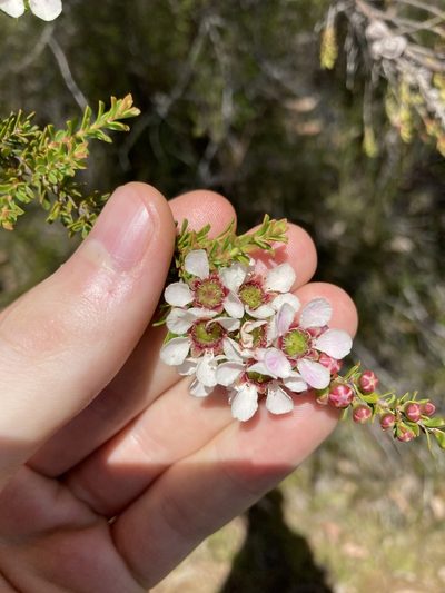 Leptospermum liversidgei, photographed by Thomas Mesaglio