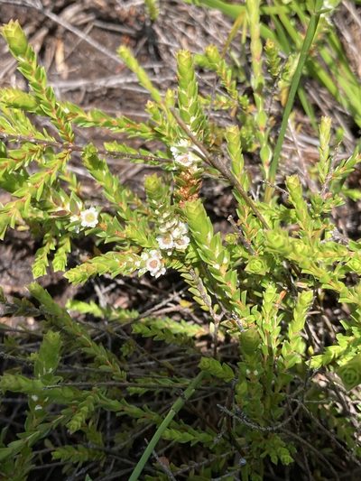 Baeckea diosmifolia, photographed by Thomas Mesaglio